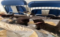 Mixed Breed cats for sale: Adorable 5-Week-Old Kittens Ready for Loving Home  - Image 22
