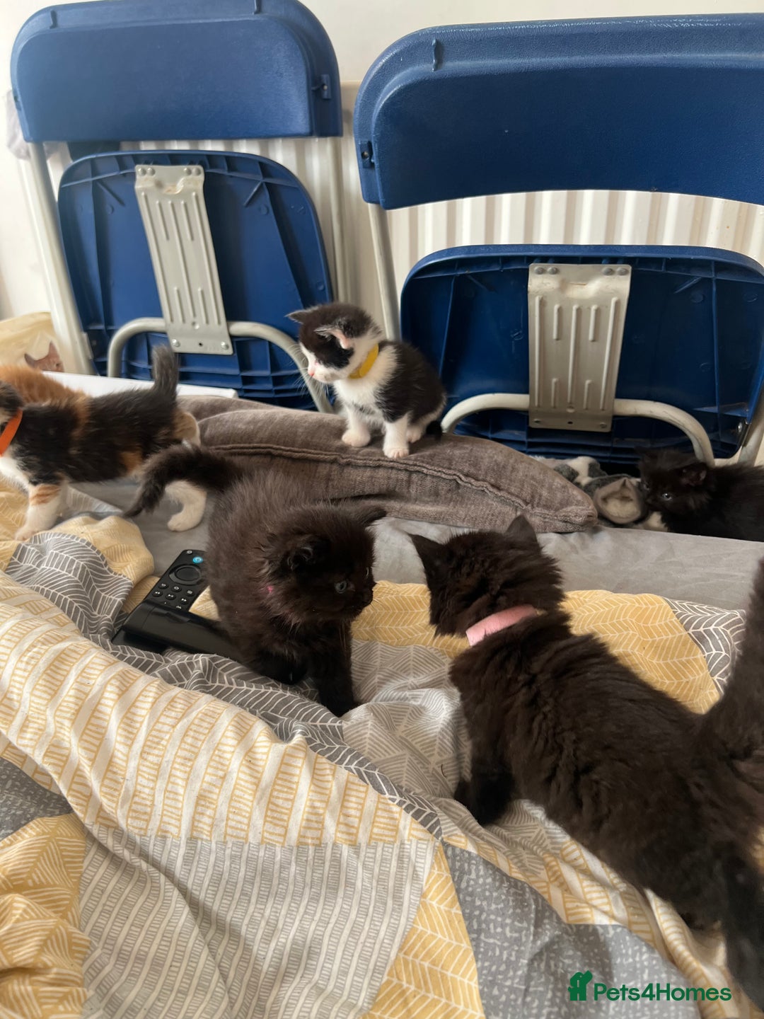 Mixed Breed cats for sale: Adorable 5-Week-Old Kittens Ready for Loving Home  - Image 22