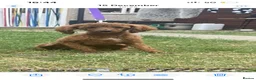 Cavapoo dogs for sale: Beautiful litter cavapoos  - Advert 3