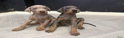 Dobermann dogs for sale: Ready to go Friday night  - Advert 18