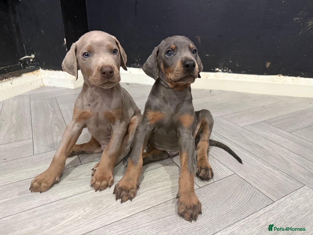 Dobermann dogs for sale: Ready to go Friday night  - Advert 18