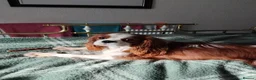 Cavalier King Charles Spaniel dogs for sale: Fantastic ckcs male potential stud or pet - Advert 3