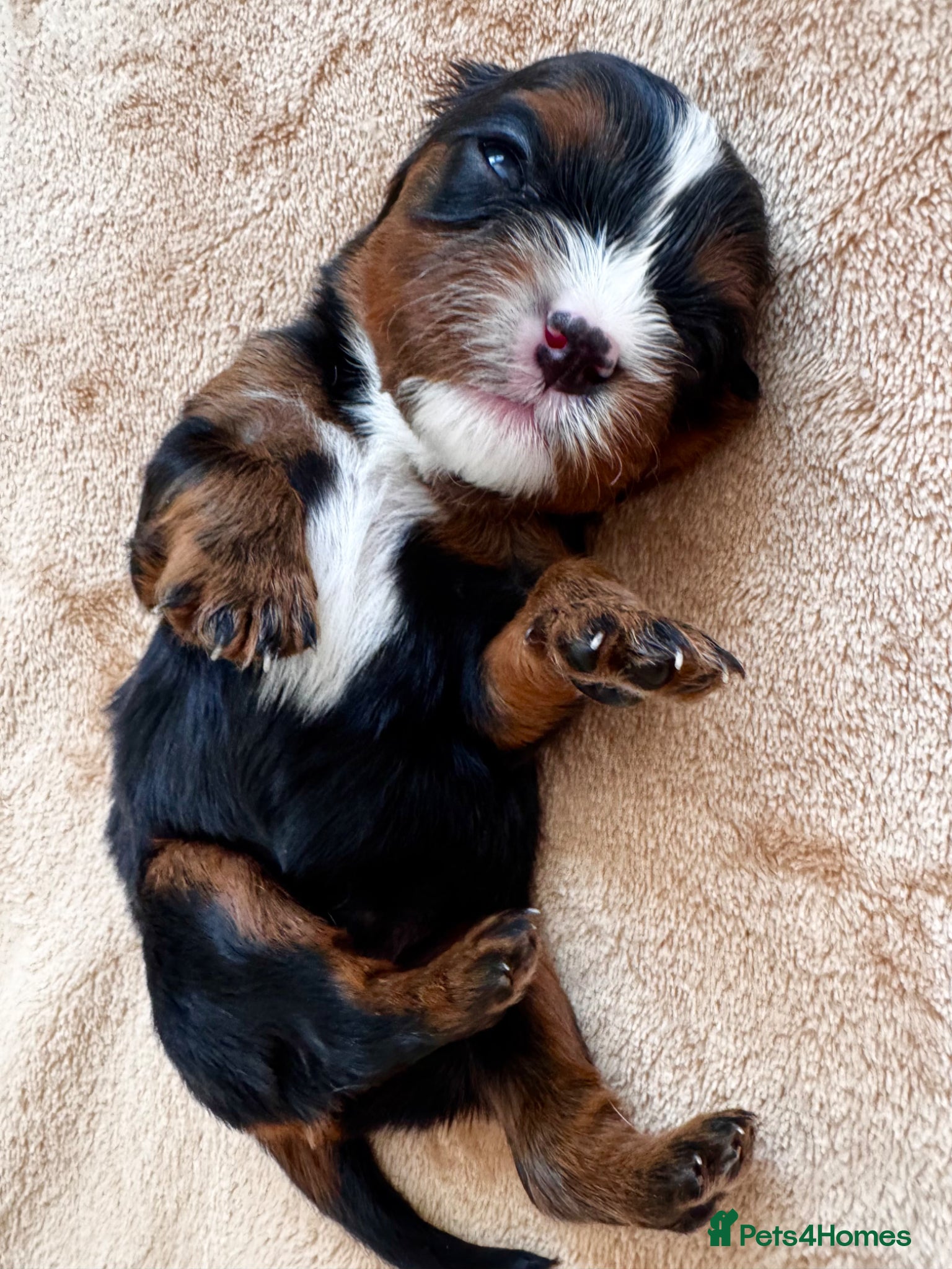 Cavalier King Charles Spaniel dogs KC reg.⭐️ Chocolate carrier⭐️DNA tested COI 0.2!⭐️ - Advert 7