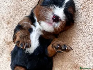 Cavalier King Charles Spaniel dogs KC reg.⭐️ Chocolate carrier⭐️DNA tested COI 0.2!⭐️ - Advert 7