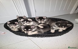 Pomsky dogs for sale: Beautiful F4 blue eyed Pomsky puppies  - Image 3