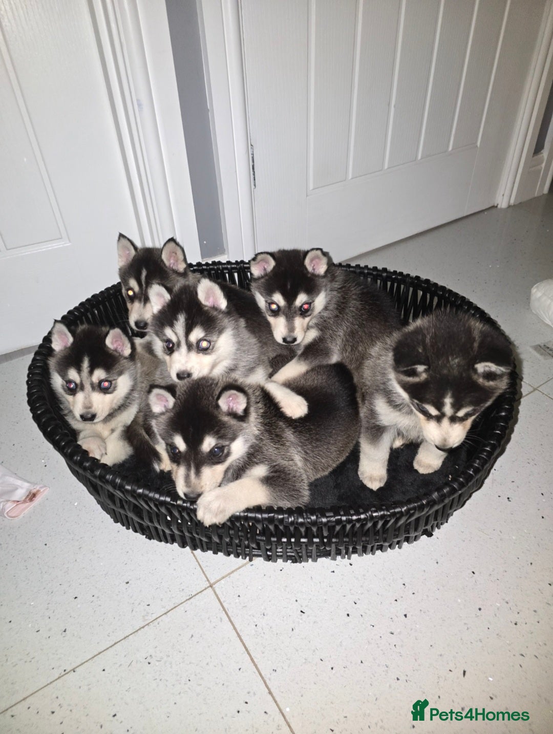Pomsky dogs for sale: Beautiful F4 blue eyed Pomsky puppies  - Image 3