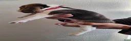 Beagle dogs for sale: Beagle puppies ready for love!! - Advert 27