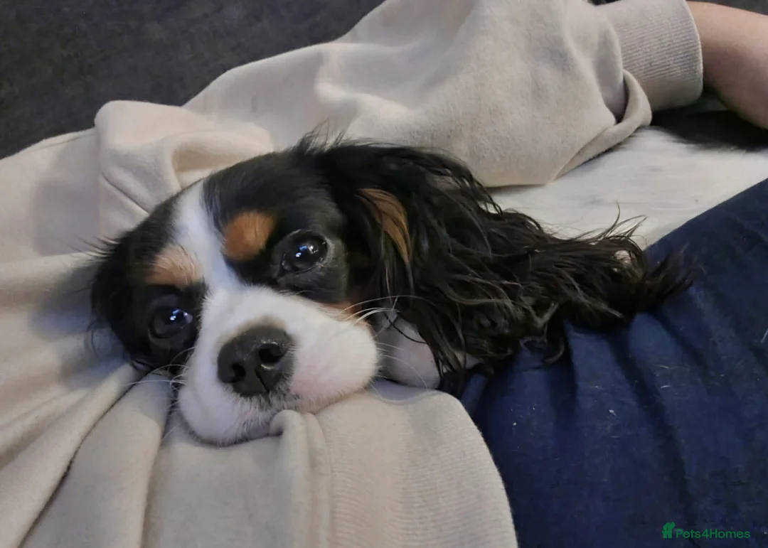 Cavapoo dogs for sale: 🩷🩵SMALL TOY🐶CAVAPOO PUPS🐶HEALTH DNA TESTED🩵🩷 - Advert 30