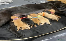 Labrador Retriever dogs for sale: Gorgeous Labrador Puppies 🐶  - Image 7