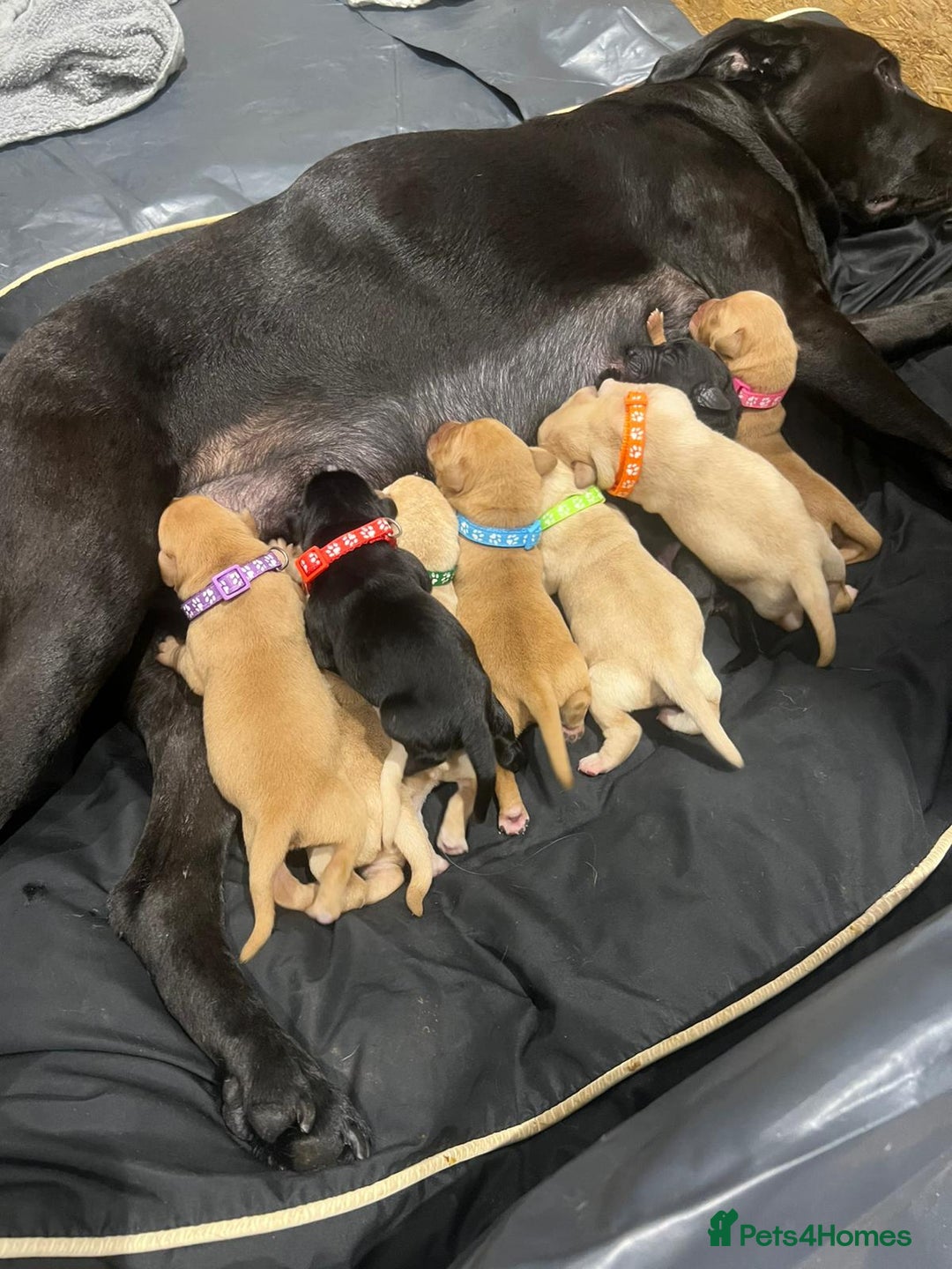 Labrador Retriever dogs for sale: Gorgeous Labrador Puppies 🐶  - Image 7