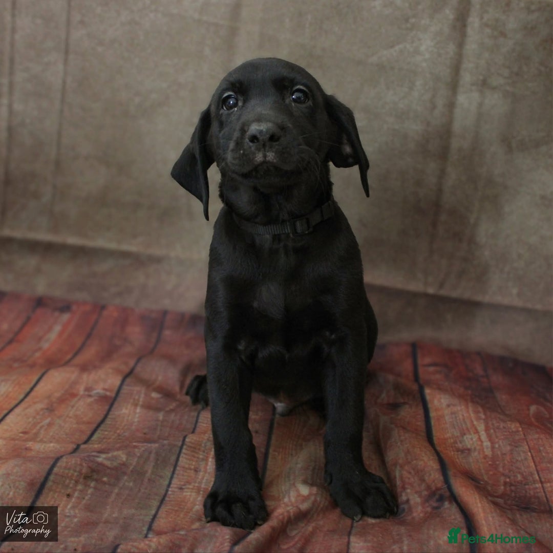 Labrador Retriever dogs for sale: 2boys / 4 girls  READY TODAY FOR FOREVER HOMES - Image 36