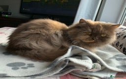 British Longhair cats for sale: British long hair female  - Image 6