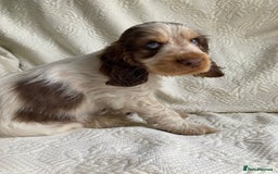 Cocker Spaniel dogs for sale: Show Cocker Pups - ask about our next litter - Image 3