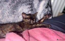 Mixed Breed cats for sale: Female kitten  - Image 5