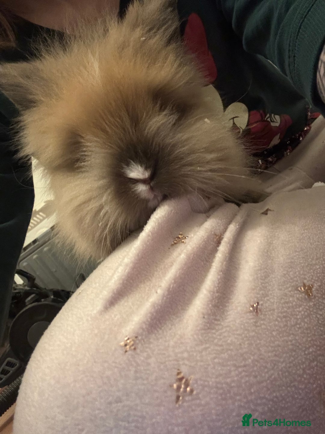 Lionhead rabbits for sale: Baby lionhead rabbits  - Advert 5