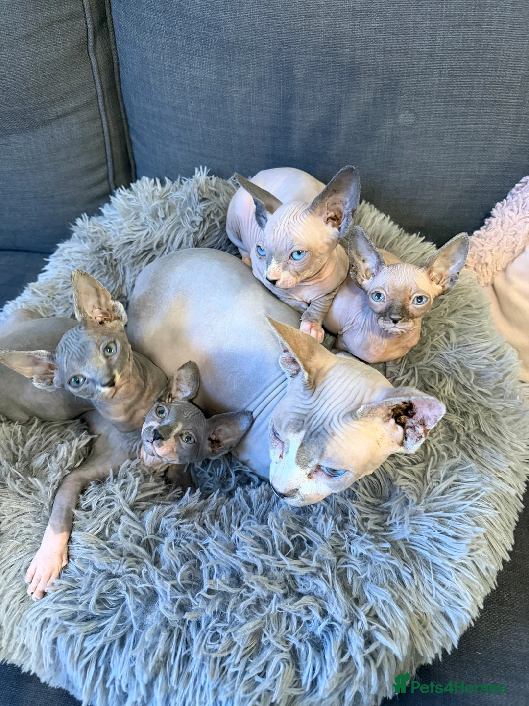 Sphynx cats for sale: Tica Registered Sphynx Kitten - 2 Boys available  - Advert 5
