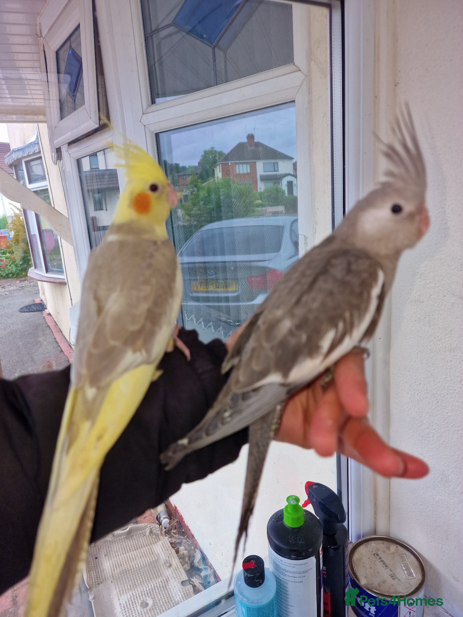 Cockatiels birds Super hand tamed baby cockatiels  - Advert 13
