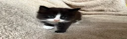 Mixed Breed cats for sale: 5 playful kittens for sale  in Chelmsford - Advert 9