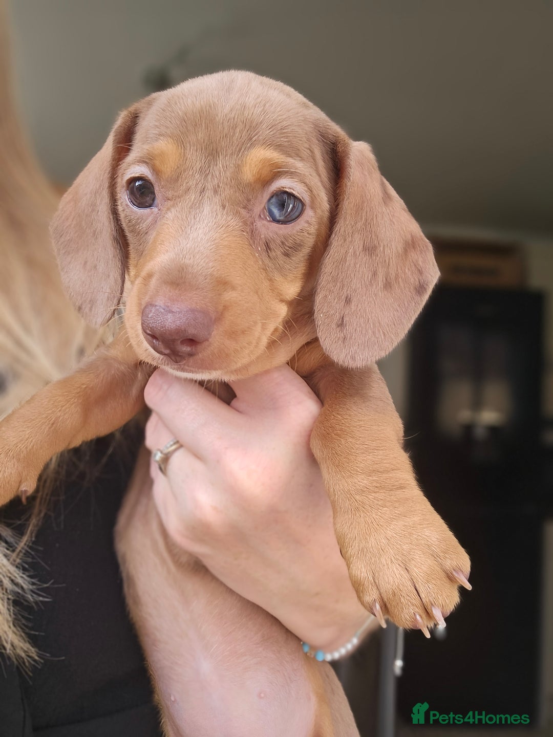 Miniature Dachshund dogs for stud: Miniature Daschund KC Registered PRA clear STUD  - Advert 12