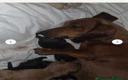 Doxiepoo dogs for sale: Doxipoo  - Image 11