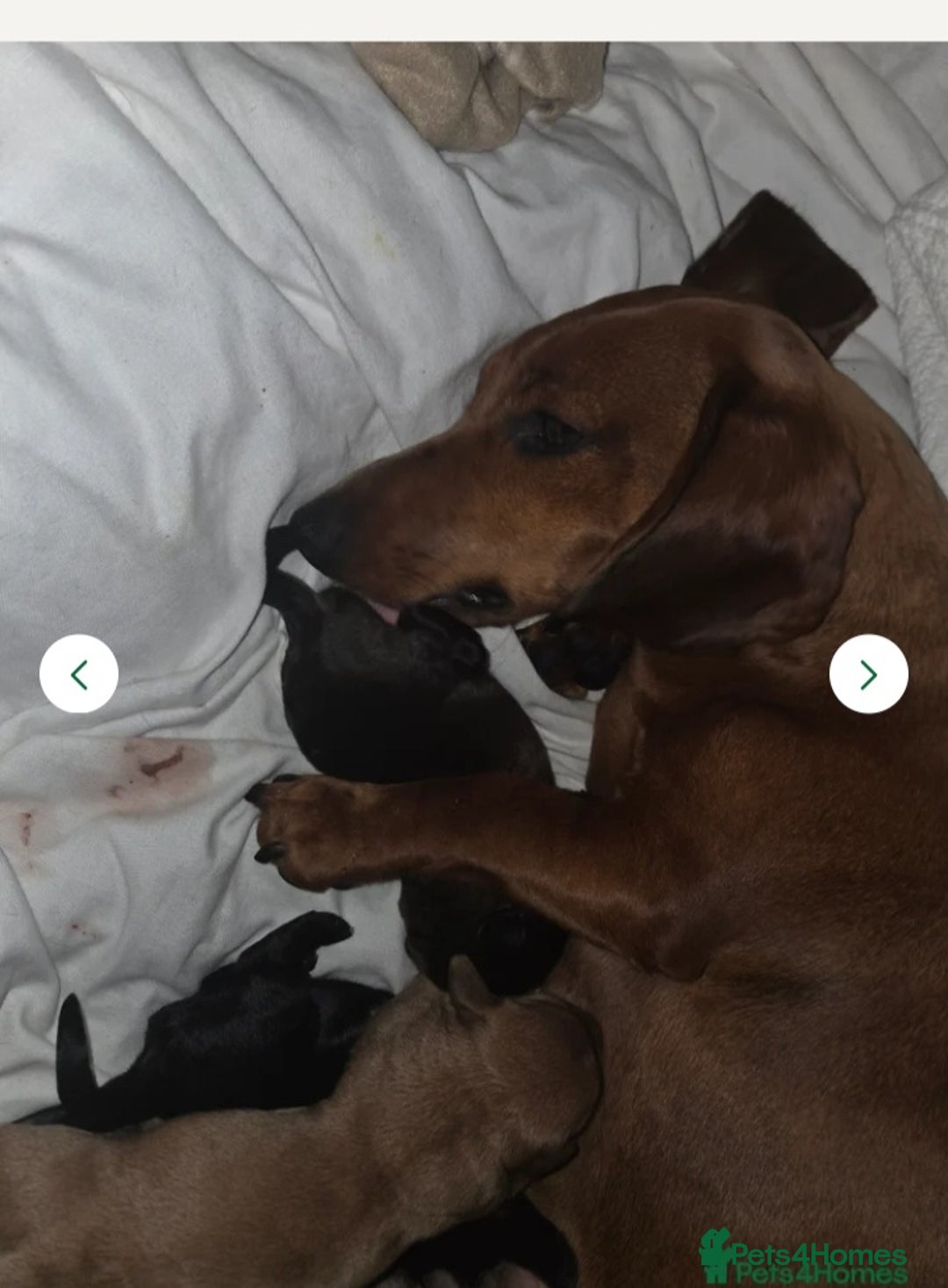 Doxiepoo dogs for sale: Doxipoo  - Image 11