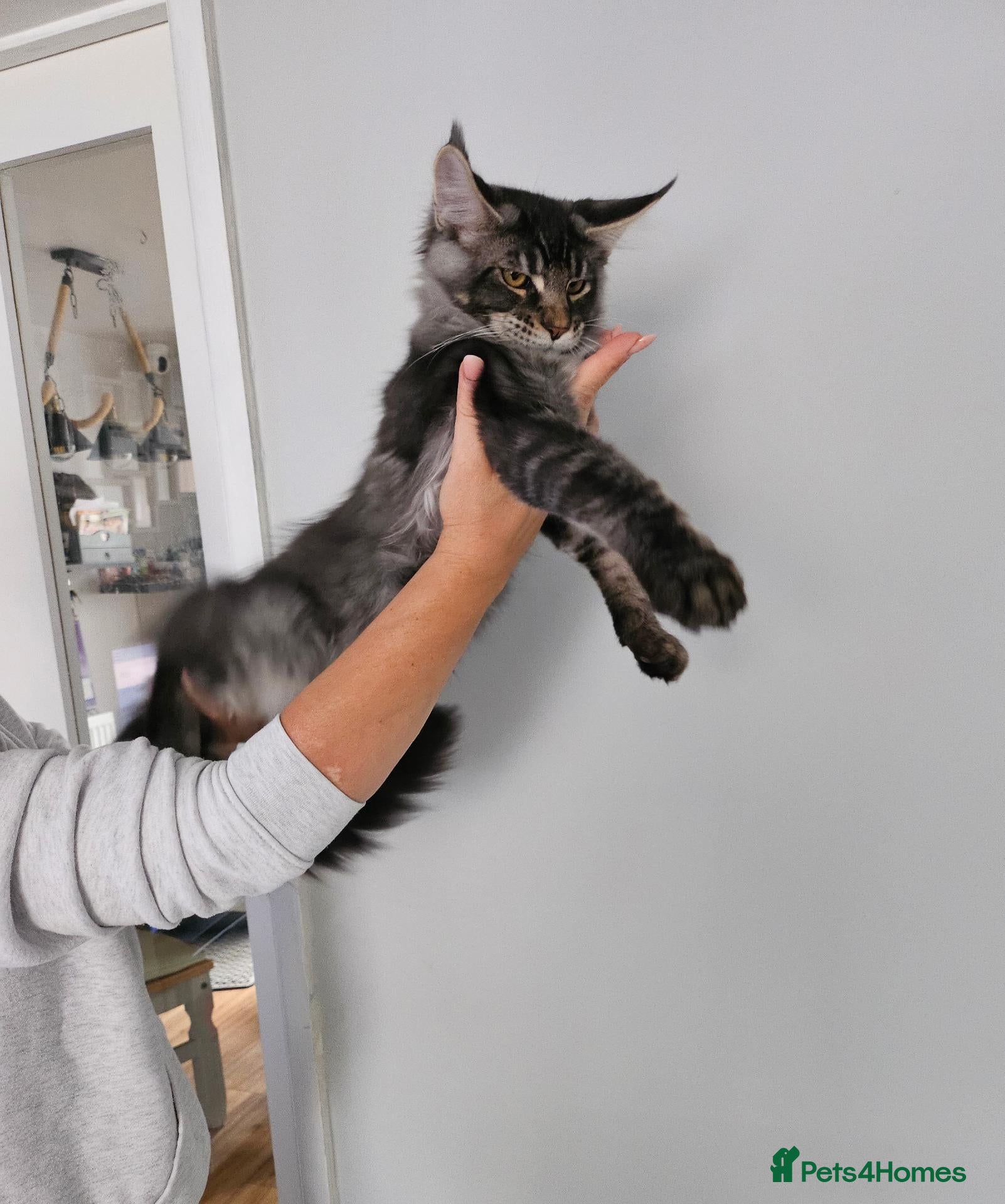 Maine Coon cats for sale: Maine Coon Kittens – GCCF Registered  Boys - Advert 1