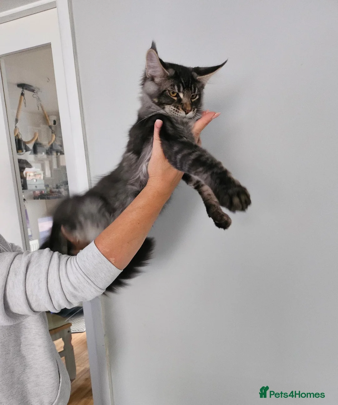 Maine Coon cats for sale: Maine Coon Kittens – GCCF Registered  Boys - Advert 1