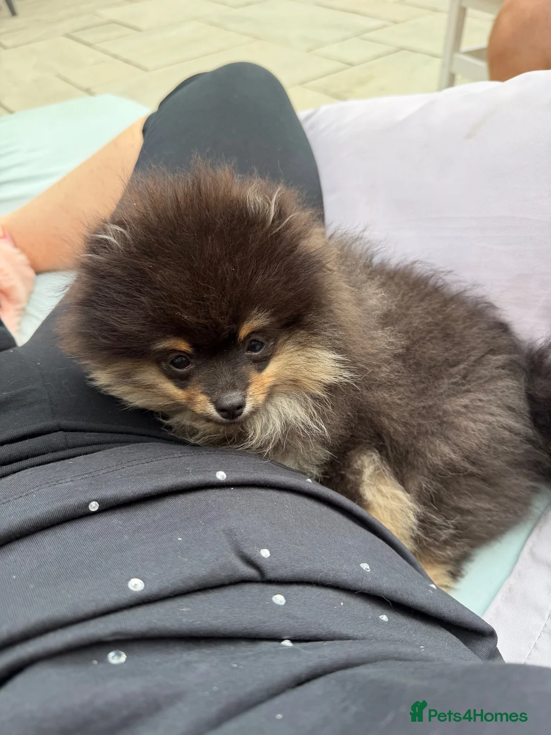Pomeranian dogs for sale: KC registered & pedigree Pomeranian puppy in Havant - Advert 2