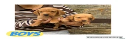 Cockerdor dogs for sale: Fox red Cockerdor pups 🐶 - Advert 5