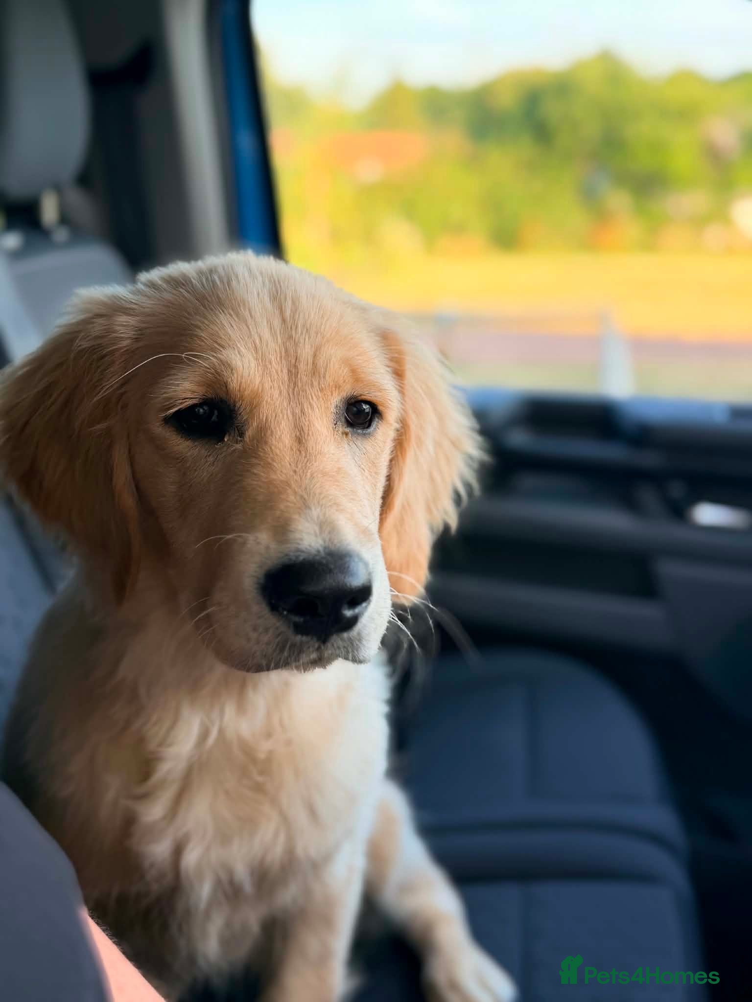 Golden Retriever dogs Fully Trained Female KC Golden Retriever  - Advert 11