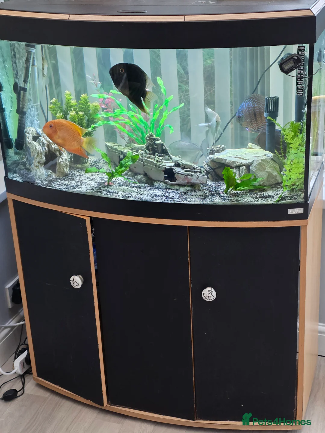 Other/Mixed Breed fish for sale: 2 large severums 1 golden 1 green  - Advert 4