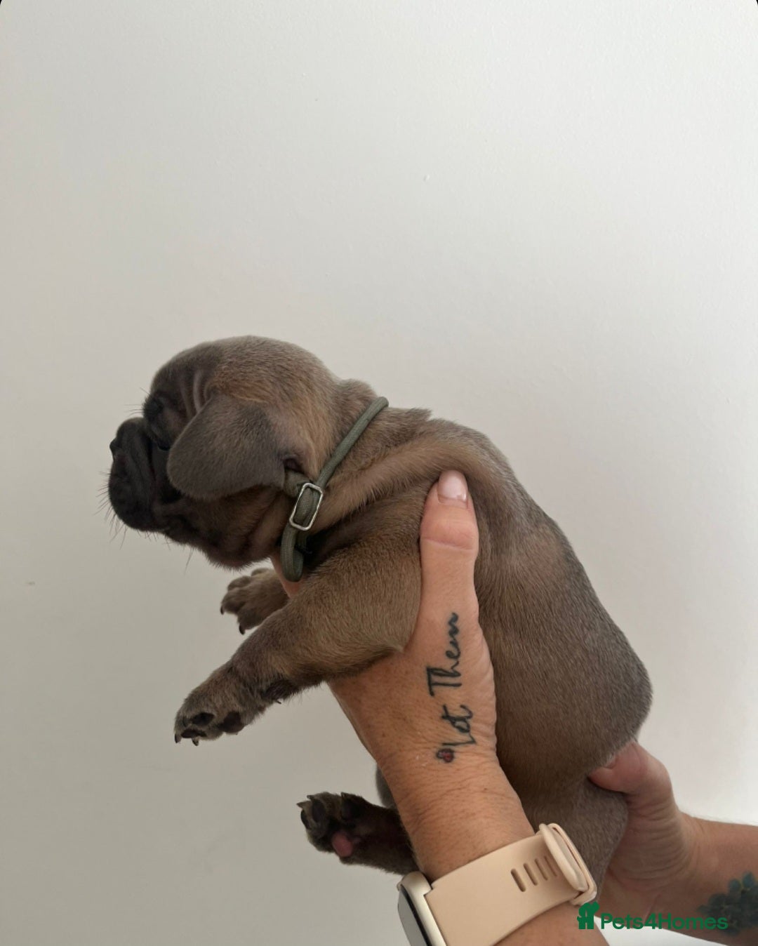 French Bulldog dogs for sale: Quality french bulldogs available to leave 🐾 - Image 19