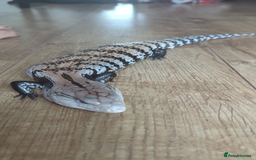 Skink reptiles for sale: Halmahera blue tongue skink - Image 2