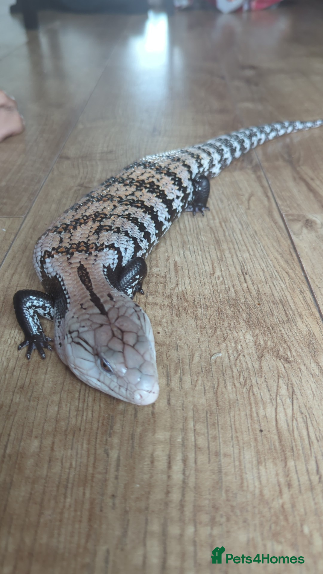 Skink reptiles for sale: Halmahera blue tongue skink - Image 2