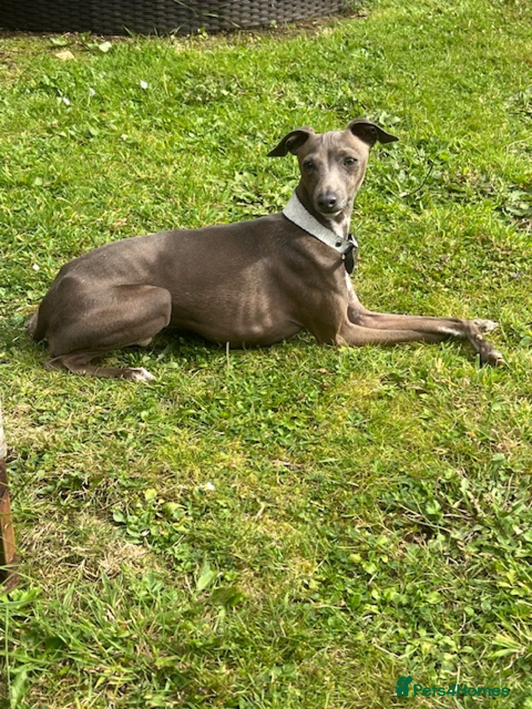 Italian Greyhound dogs for stud: Blue Italian Greyhound for STUD - Advert 1