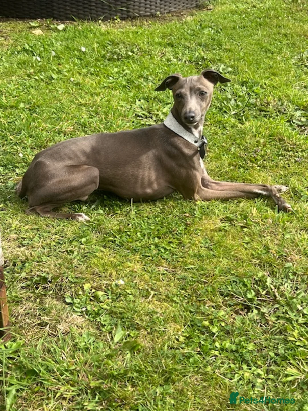 Italian Greyhound dogs for stud: Blue Italian Greyhound for STUD - Advert 1