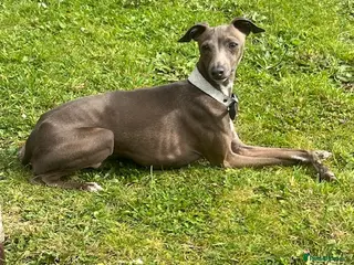 Italian Greyhound dogs Blue Italian Greyhound for STUD - Advert 2