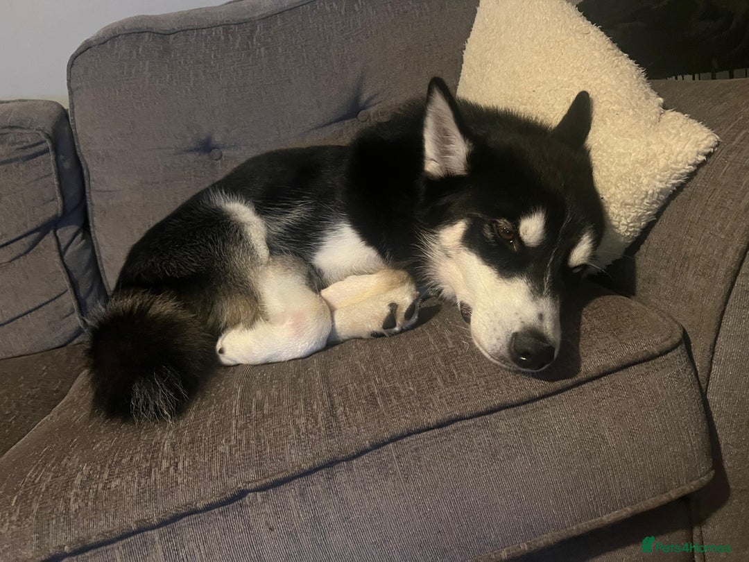 Mixed Breed dogs for sale: Siberian Husky/Border Collie cross - Advert 5