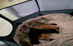 Maine Coon cats for sale: Unique 1/2 Maine Coone Kittens x 4  - Image 17