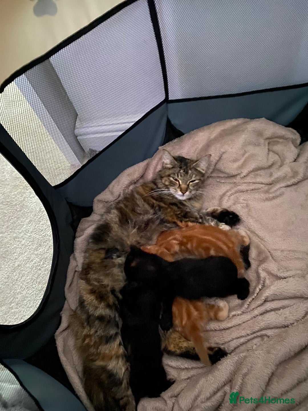 Maine Coon cats for sale: Unique 1/2 Maine Coone Kittens x 4  - Image 17