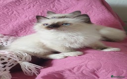 Ragdoll cats for sale: 💗Beautiful GCCF Registered Ragdoll Kittens. - Image 11