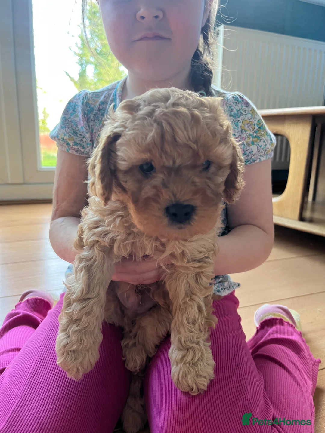 Cavapoo dogs for sale: Cavapoo Puppies - Advert 9