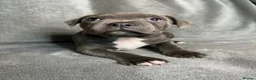 Staffordshire Bull Terrier dogs for sale: Billionaire bills pups  - Advert 15