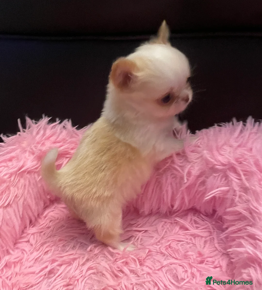 Chihuahua dogs for sale: Gorgeous  little  Longcoat Boy Kc 🌟🌟🌟🌟🌟 - Advert 9