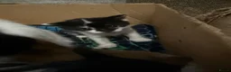 Mixed Breed cats for sale: 6 beautiful kittens   in Glasgow - Advert 4