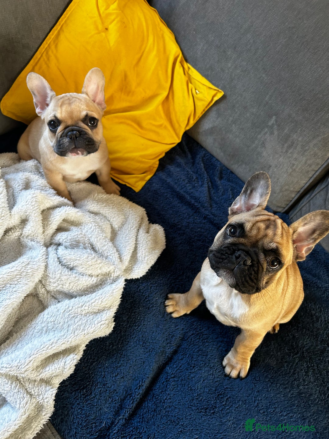 French Bulldog dogs for sale: KC, standard colours French Bulldog puppies🐾 - Image 7