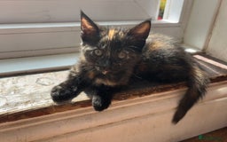 Mixed Breed cats for sale: 1/4 Maincoon dog friendly tortoiseshell girl - Image 9