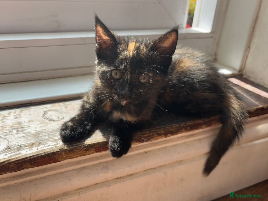 Mixed Breed cats for sale: 1/4 Maincoon dog friendly tortoiseshell girl - Image 9