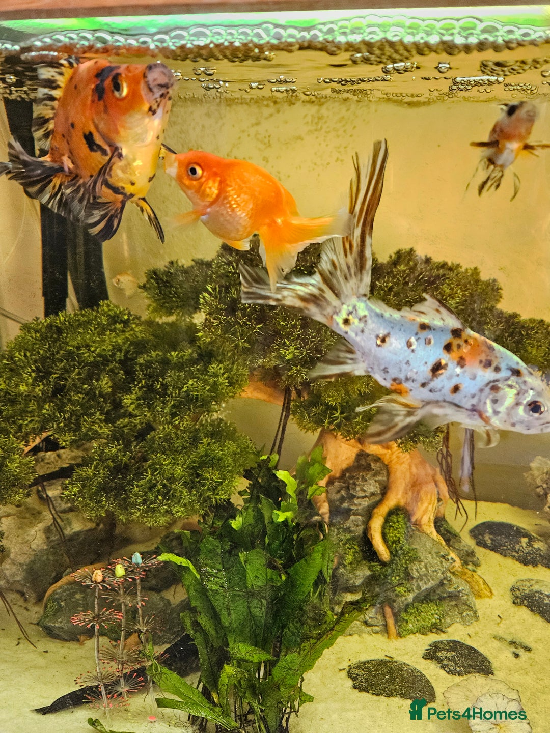Fancy Goldfish fish for sale: Selection of fancy gold fish - Image 7