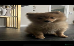 Pomeranian dogs for sale: chase 3 month old pom - Image 4